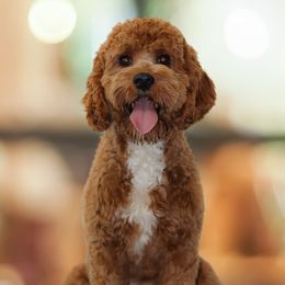 Brandie - Cavapoo