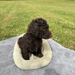 Xx - Brown female Poodle puppy in Atlanta, Georgia from Wilkins Farm