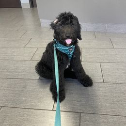 Bernedoodle and Goldendoodle All Grown Up from A.N.A. Doodles