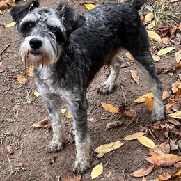Diesel - Miniature Schnauzer