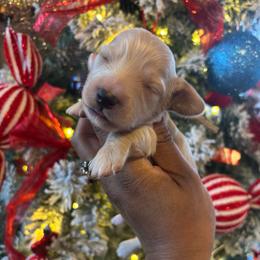 White collar - Cream male Dachshund puppy in Orem, Utah from Miekca’s Dachshunds