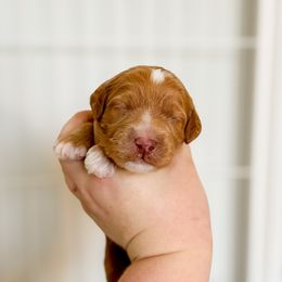 Goldendoodle Puppies from Summer Sun Doodles