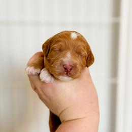 Goldendoodle Puppies from Summer Sun Doodles