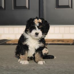 Poppy - Tri-color female Bernedoodle puppy in Apple Creek, Ohio from Kathryn Troyer