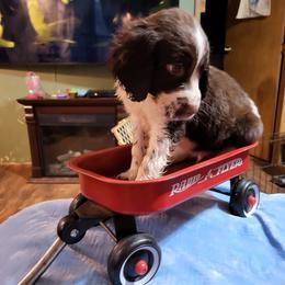 Boy 2 - English Springer Spaniel puppy in Inman, South Carolina from Janna and David springer