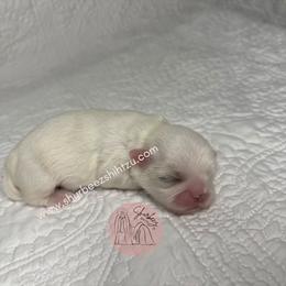 Shih Tzu Puppies from Shurbeez Shih Tzu