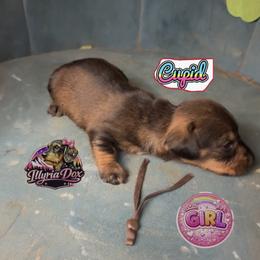 Cupid - Wild boar female Dachshund puppy in Livingston, Kentucky from Illyria Dox & GSD