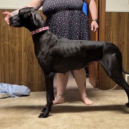 Maggie - Great Dane