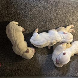 Girl 1 - West Highland White Terrier puppy in Ridgeway, Virginia from Rivers Bend Westies