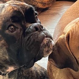 Boxers from Benny’s Boxers