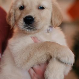 Golden Retriever Puppies from Dani’s Dawgs