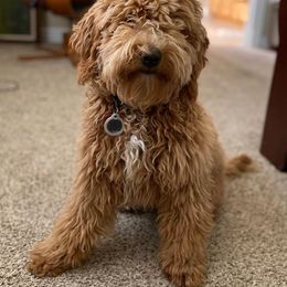 Cavapoo and Goldendoodle All Grown Up from Ivy The Mini Doodle