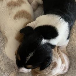 Basset Hounds from Prairie Trail Bssets