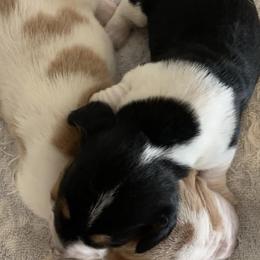 Basset Hounds from Prairie Trail Bssets