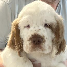 Dylan - White male Clumber Spaniel puppy in Stafford Springs, Connecticut from Mixed Signals Farm