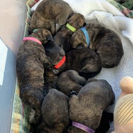 Girl 4 - Brindle Mastiff puppy in Buffalo, New York from Excelsior Mastiffs