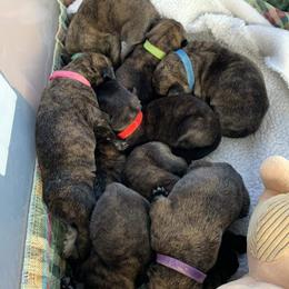 Girl 4 - Brindle Mastiff puppy in Buffalo, New York from Excelsior Mastiffs