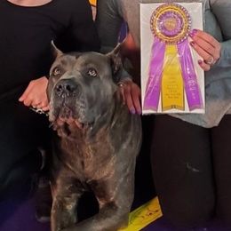 Cane Corso All Grown Up from Garmr Cane Corso