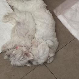 Maltese Puppies from Princess’s Maltese Palace