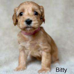 Bitty - Cream female Australian Labradoodle puppy in Londonderry, New Hampshire from Granite State Labradoodles