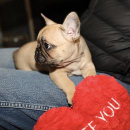 French Bulldog Puppies from Camp Fine Frenchies