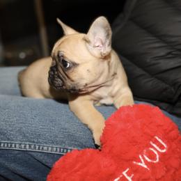 French Bulldog Puppies from Camp Fine Frenchies