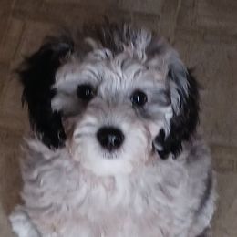 Bernedoodles from Kim Quinn's Bernedoodles