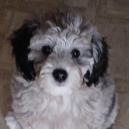 Bernedoodles from Kim Quinn's Bernedoodles
