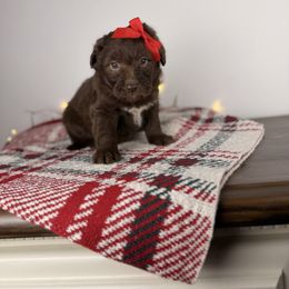 Prancer - Brown and white female Aussiedoodle puppy in Sweetwater, Florida from Sandy Snout Doodles