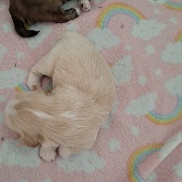 Shih Tzu Puppies from N.F.S.T Imperial ShihTzu Puppies.