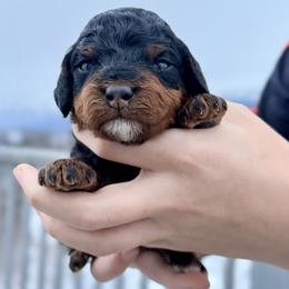Tricolor Male 3 - Phantom male Bernedoodle puppy in Anchorage, Alaska from Cascade Country Doodles