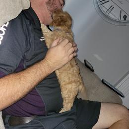 Cavapoo Puppies from Prince Pups