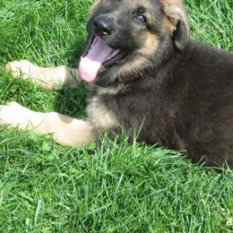 German Shepherds from Arcturus German Shepherds