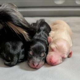 Norma - Black and cream female Dachshund puppy in Annandale, Minnesota from Weiners on a Hill