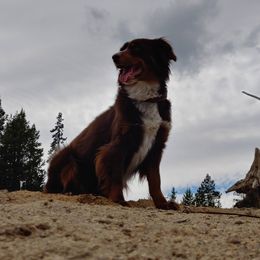 Miniature Australian Shepherds and Toy Australian Shepherds from Badlands Toy and Mini Aussies