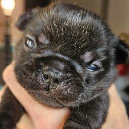 Boy 4 - Black and white male French Bulldog puppy in High Ridge, Missouri from St Louis Frenchies