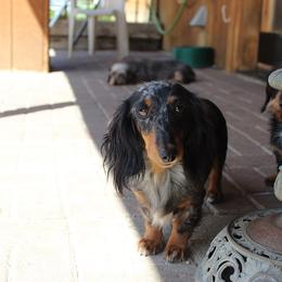 Hilda - Dachshund