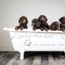 Poodle Puppies from Northern creek standard poodles