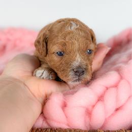 Bubbles - Golden female Cockapoo puppy in Pledger, Texas from Sugarbear Cockapoos
