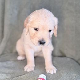 Girl 4 - Berry-Purple - Light golden female Golden Retriever puppy in Mc Minnville, Tennessee from Wishaw Whisky Golden Retrievers