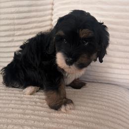 Luna - Tri-color female Bernedoodle puppy in Payson, Utah from Country Sky Doodles