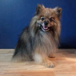Loki - Orange sable male Pomeranian puppy in New Lenox, Illinois from Illinois Poms