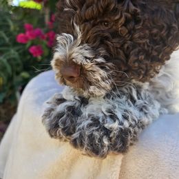 Girl 1 - Brown roan female Lagotto Romagnolo puppy in Salida, California from Harper's Lagotti