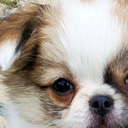 Chihuahuas from Precious Paws Chihuahuas