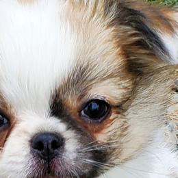 Chihuahuas from Precious Paws Chihuahuas