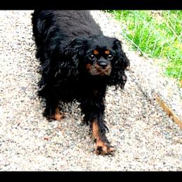 Chloe - Cavalier King Charles Spaniel