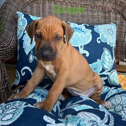 Grape - Rd whtn blk nose female Rhodesian Ridgeback puppy in Arcadia, Oklahoma from Ahyoka Rhodesian Ridgebacks