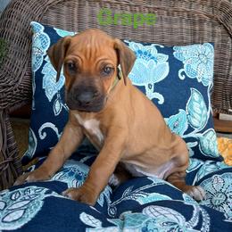 Grape - Rd whtn blk nose female Rhodesian Ridgeback puppy in Arcadia, Oklahoma from Ahyoka Rhodesian Ridgebacks
