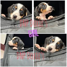Girl 1 - Piebald female Dachshund puppy in Rushsylvania, Ohio from DNP Doxies
