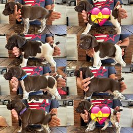 German Shorthaired Pointer Puppies from Juniper Ridge Pointers